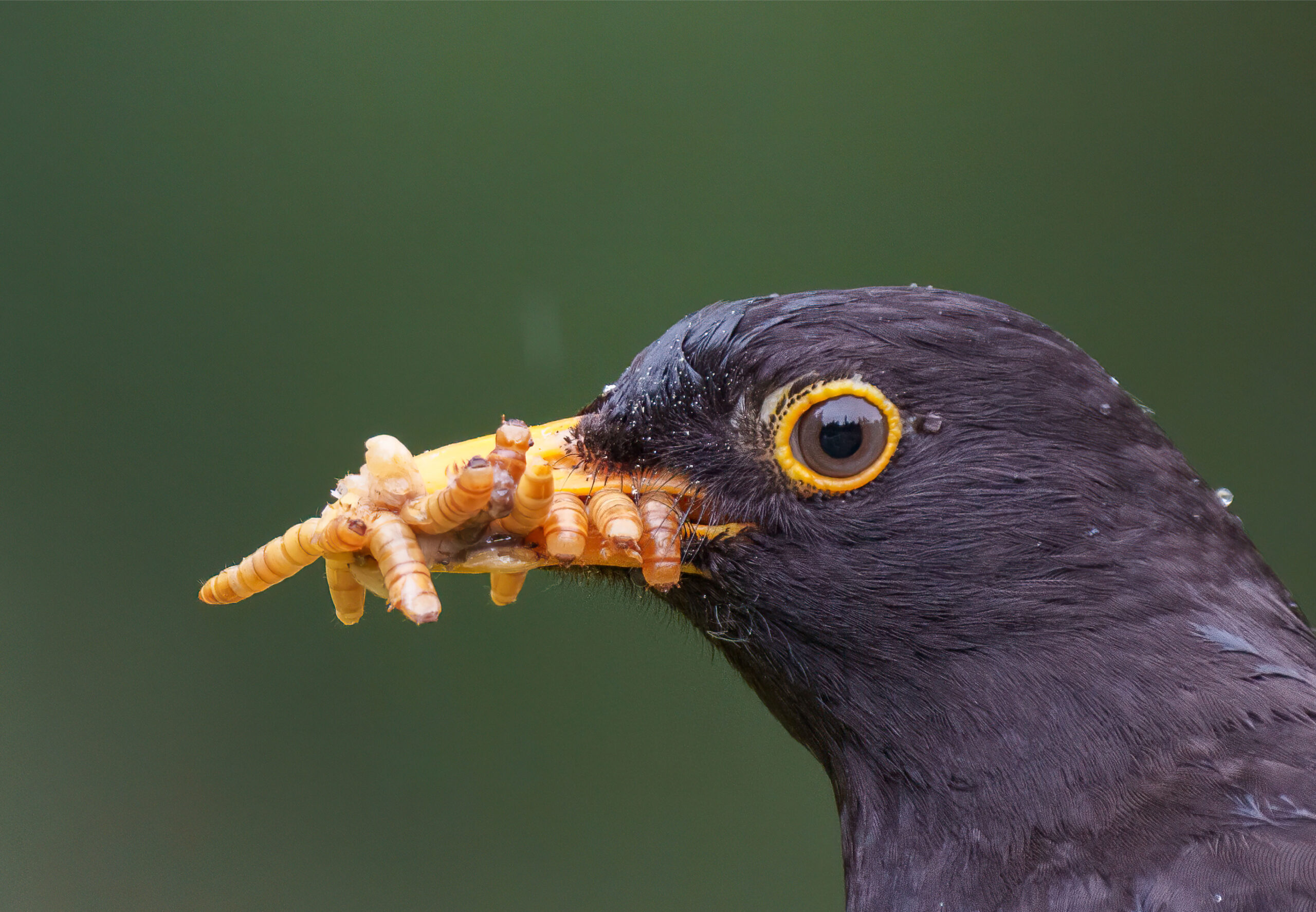 Birds-tour-photo_Prancheta 1