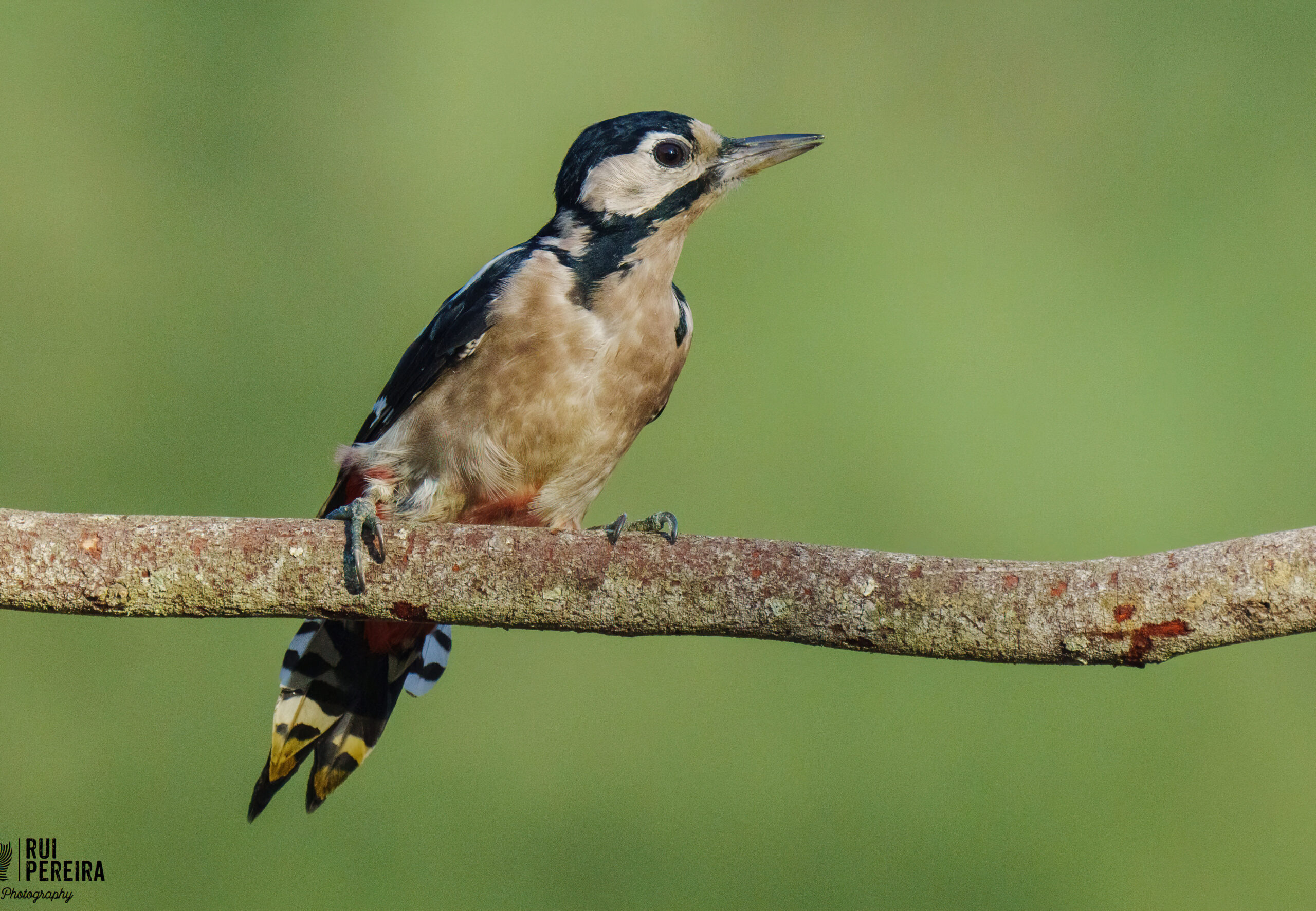 On-hide-birds_Prancheta 1 cópia 4