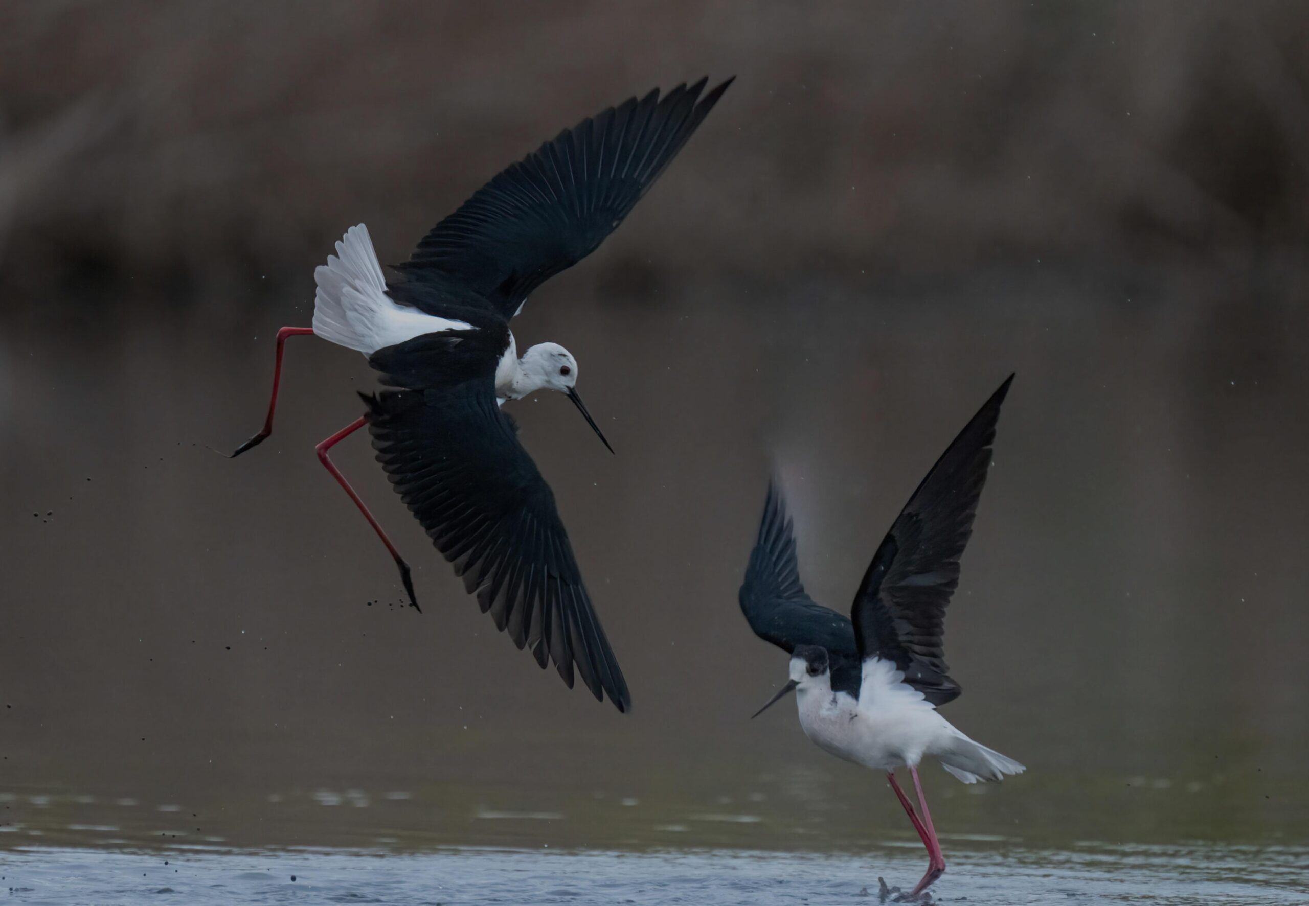 Estuário do Tejo | Tours de observação