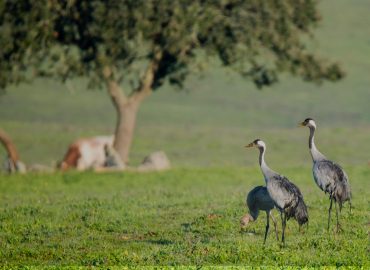 Alentejo Plains | Observation Tour